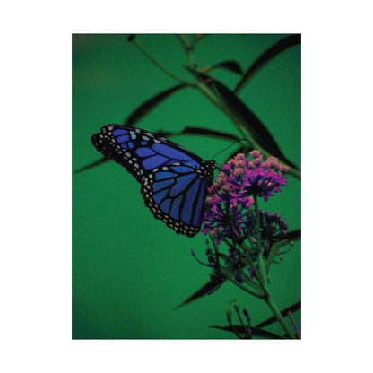 Stillness in Bloom – Blue Butterfly Photography Print