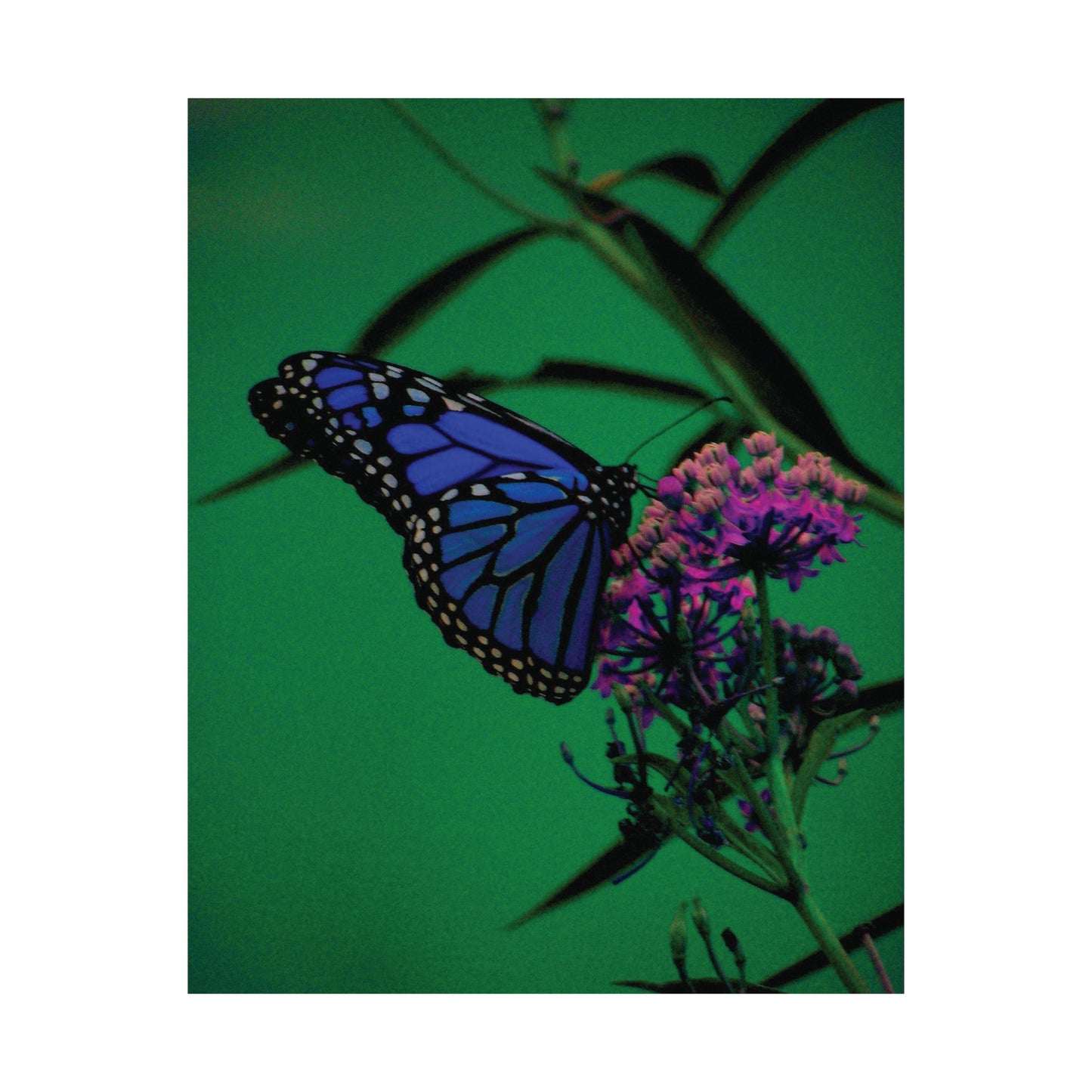 Stillness in Bloom – Blue Butterfly Photography Print