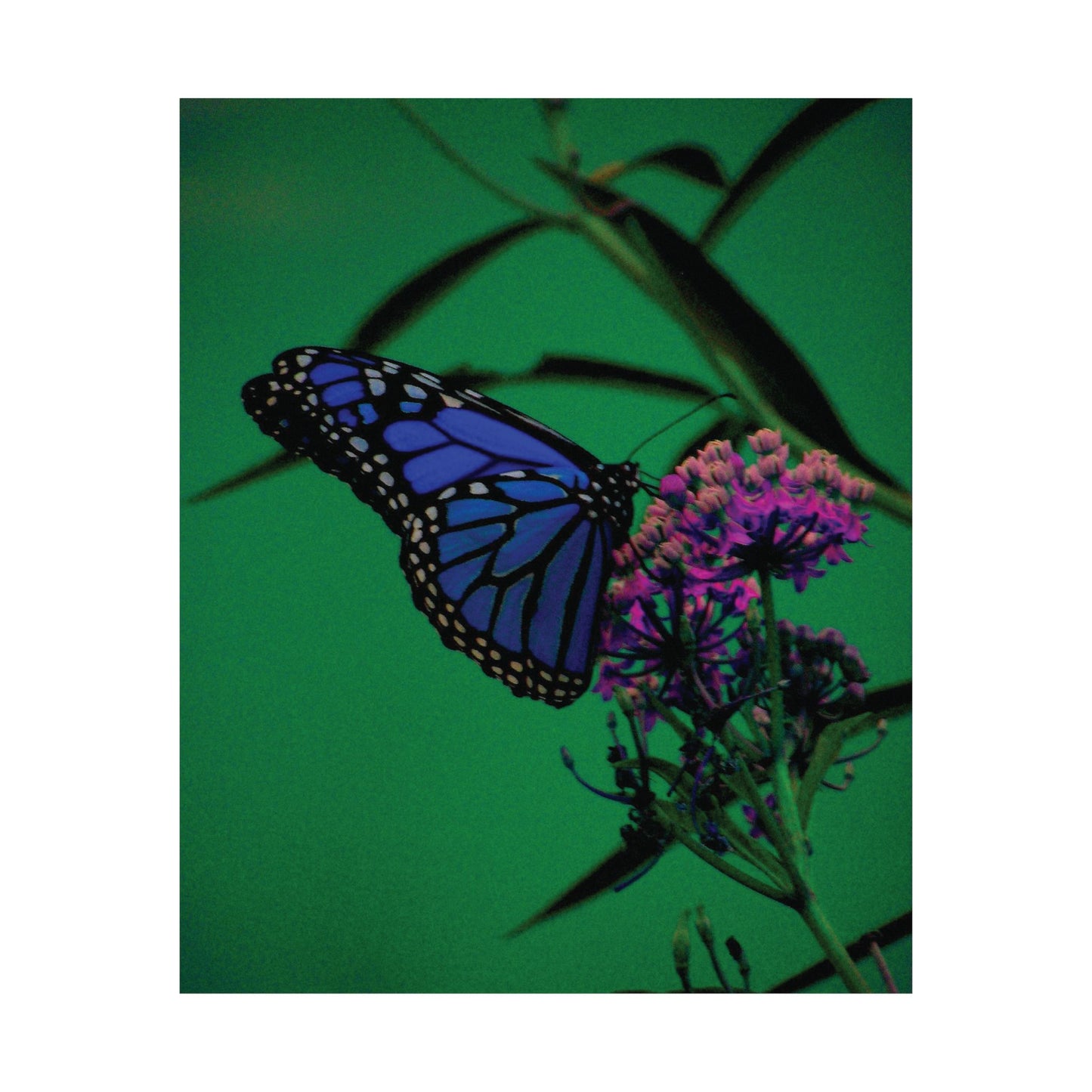 Stillness in Bloom – Blue Butterfly Photography Print