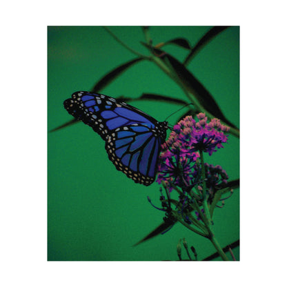 Stillness in Bloom – Blue Butterfly Photography Print