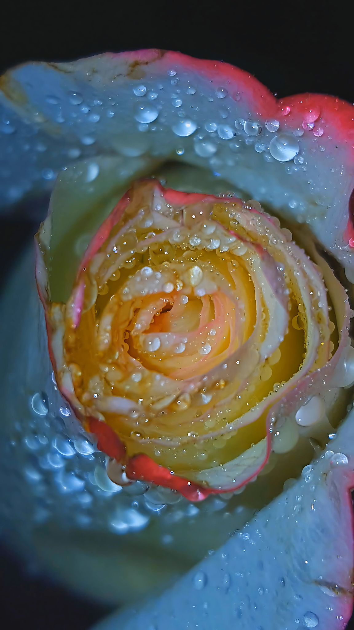 A Rose Once Wet III, Framed Photography Print 18x24 Matte