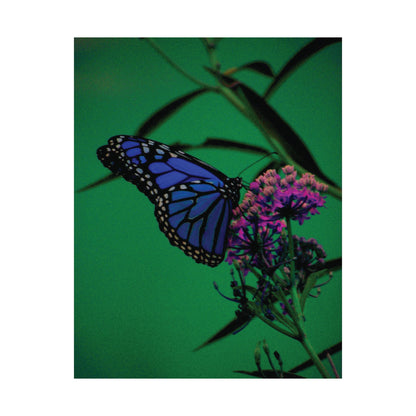 Stillness in Bloom – Blue Butterfly Photography Print