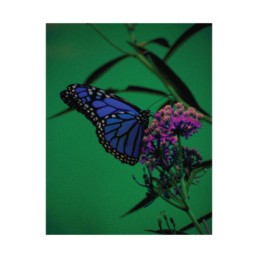 Stillness in Bloom – Blue Butterfly Photography Print