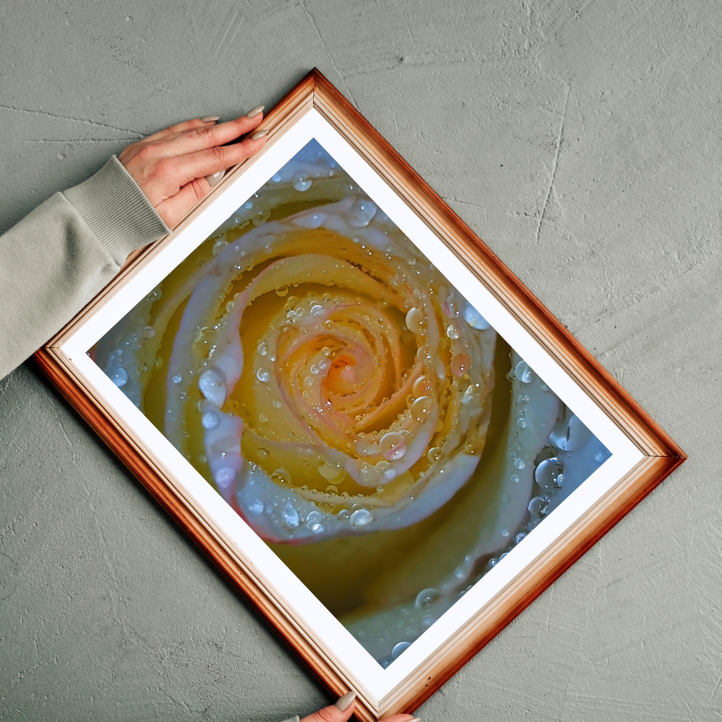 A Rose Once Wet I, Framed Photography Print 18x24 Matte