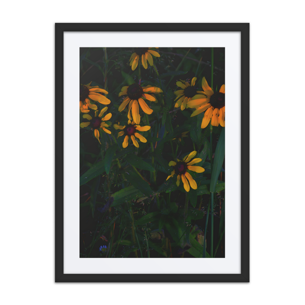 Golden Dusk & Black-Eyed Susans