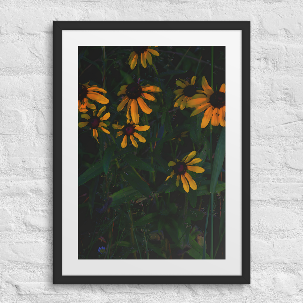 Golden Dusk & Black-Eyed Susans