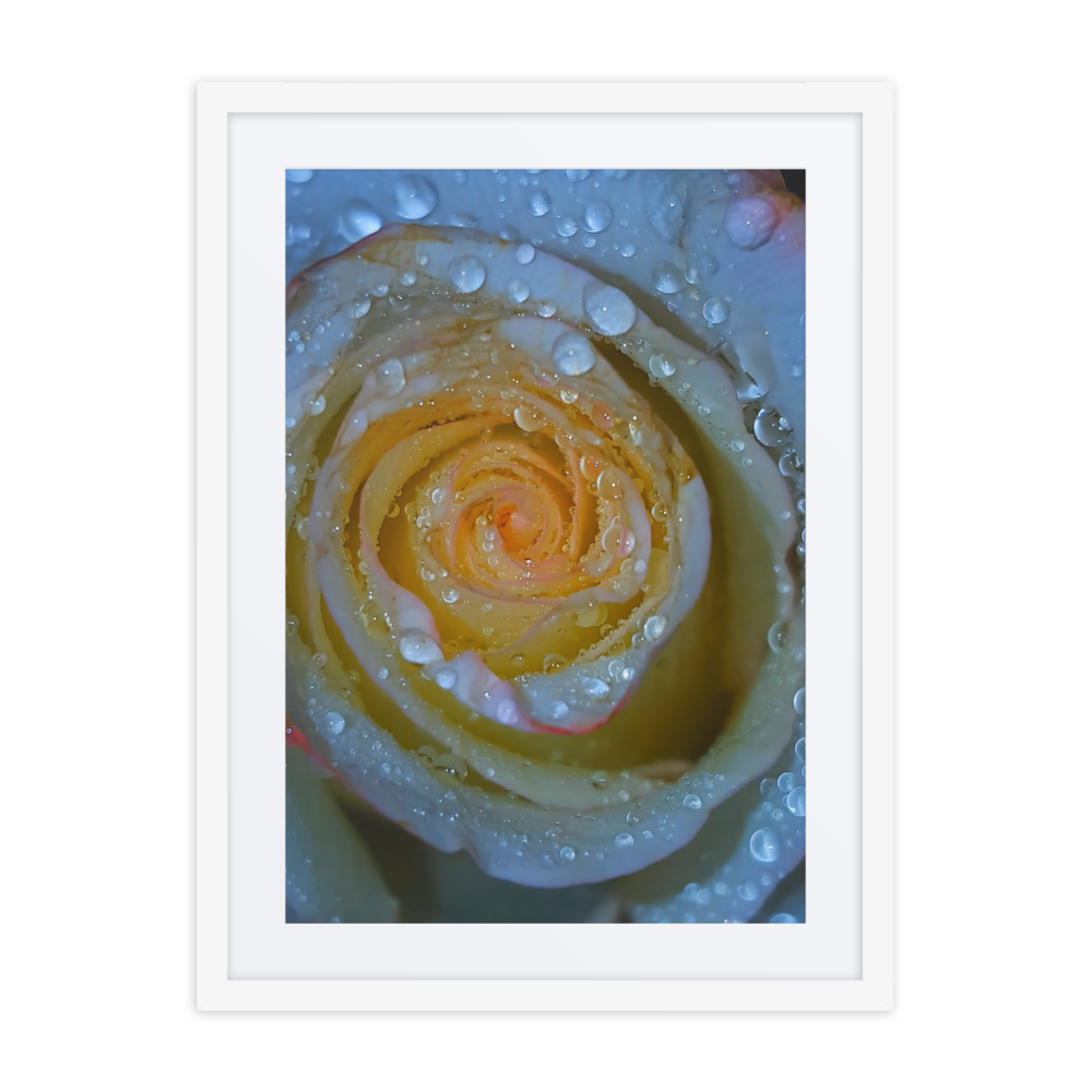 A Rose Once Wet I, Framed Photography Print 18x24 Matte