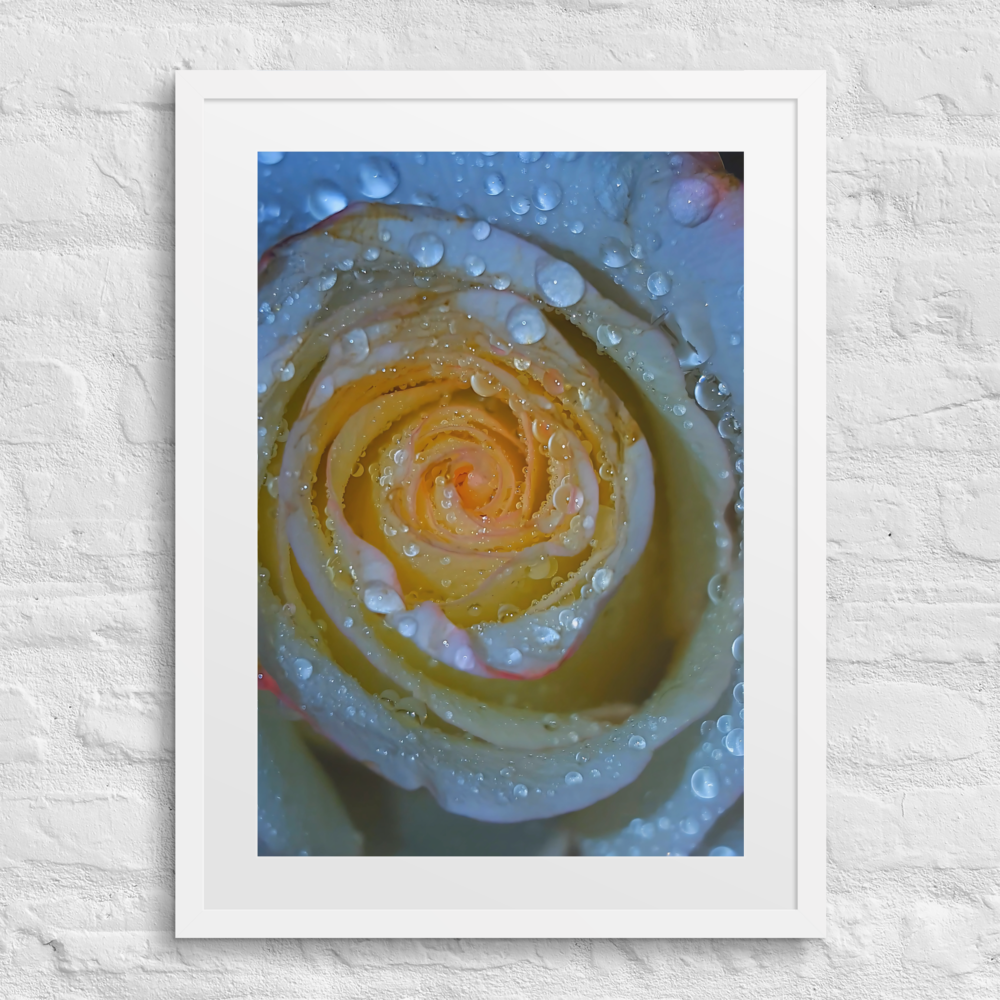 A Rose Once Wet I, Framed Photography Print 18x24 Matte