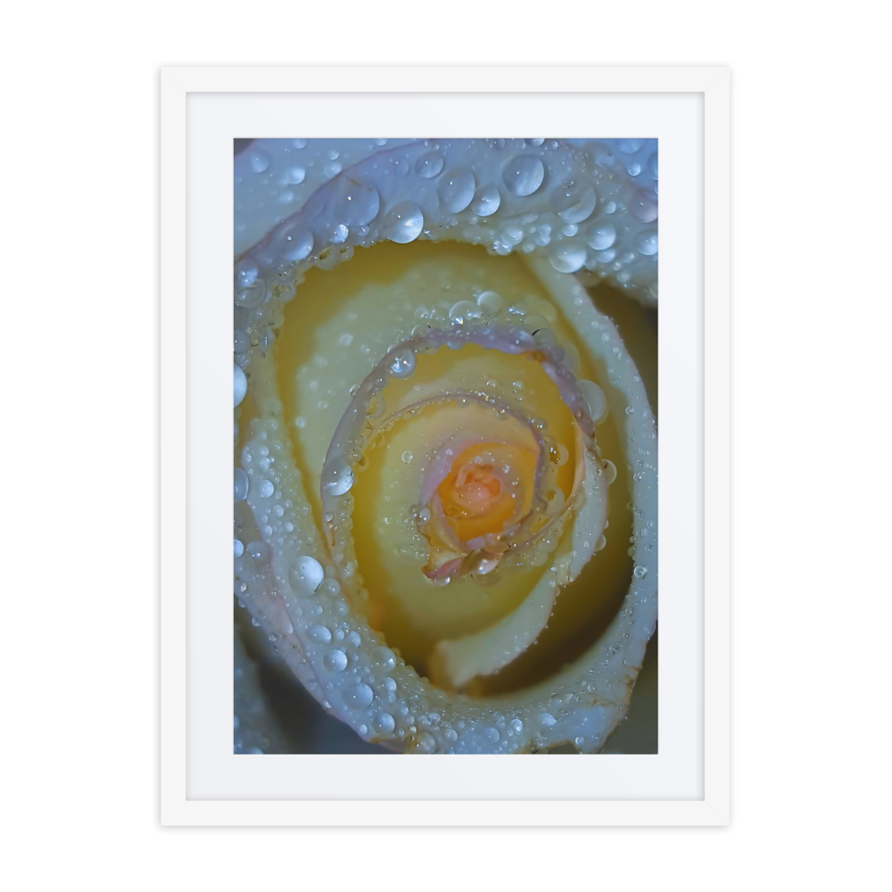 A Rose Once Wet II, Framed Photography Print 18x24 Matte