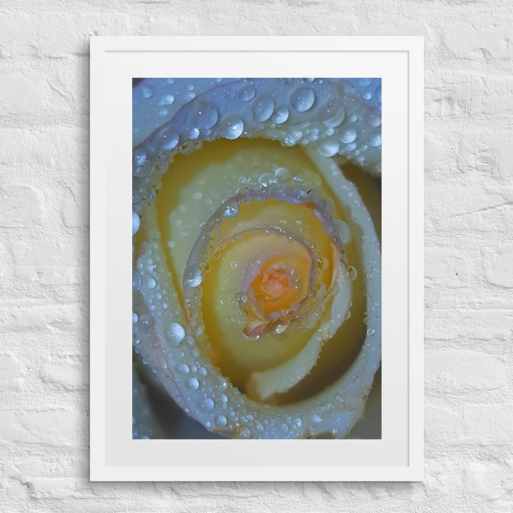 A Rose Once Wet II, Framed Photography Print 18x24 Matte