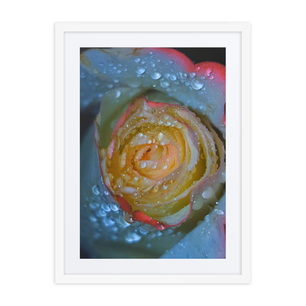 A Rose Once Wet III, Framed Photography Print 18x24 Matte