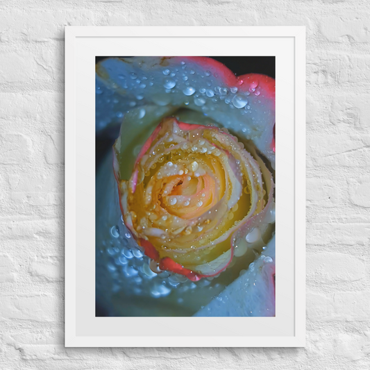 A Rose Once Wet III, Framed Photography Print 18x24 Matte