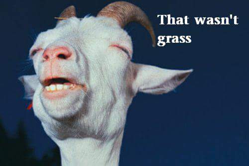A close-up of a goat with an amusing expression, accompanied by the text 'That wasn't grass.'